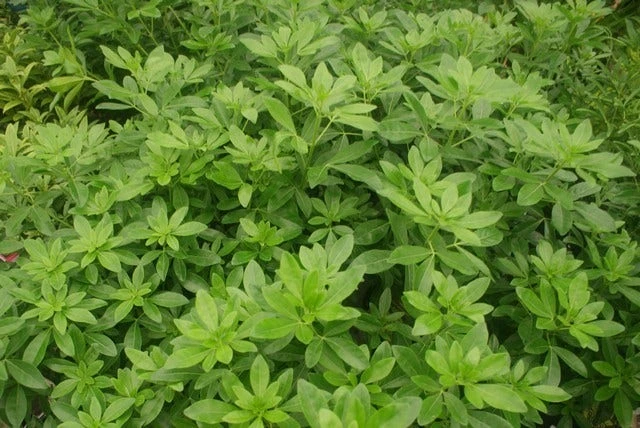 Choisya (Choisya Ternata) 3 Choisya (Choisya Ternata)