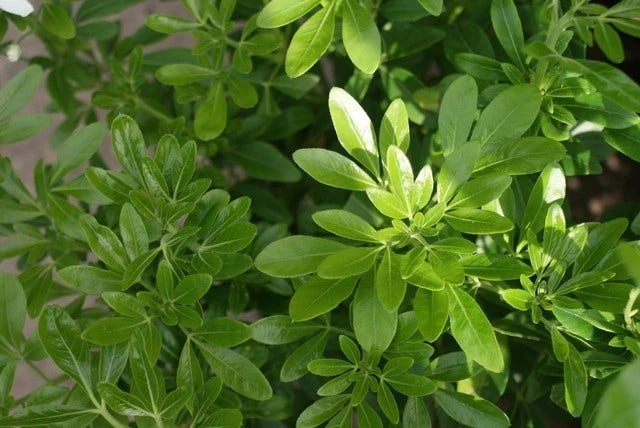 Choisya (Choisya Ternata) 6 Choisya (Choisya Ternata) - Afbeelding 4