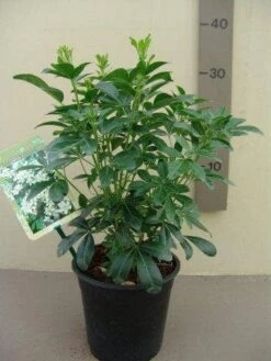 Choisya (Choisya Ternata) 15 Choisya (Choisya Ternata) -Tuinplanten Winkel choisya ternata c2.5