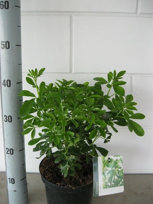 Choisya (Choisya Ternata) 8 Choisya (Choisya Ternata) - Afbeelding 6