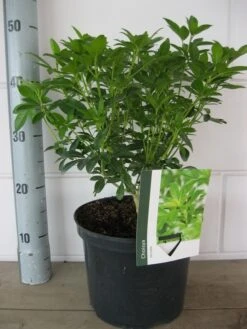 Choisya (Choisya Ternata) 17 Choisya (Choisya Ternata) -Tuinplanten Winkel choisya ternata c5 10 8 2018