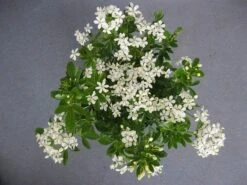 Choisya (Choisya Ternata) 12 Choisya (Choisya Ternata) -Tuinplanten Winkel choisya ternata c5 april 2