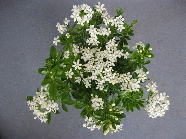 Choisya (Choisya Ternata) 4 Choisya (Choisya Ternata) - Afbeelding 2