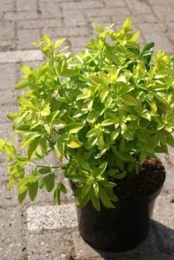 Choisya (Choisya Ternata 'Sundance') -Tuinplanten Winkel choisya ternata sundance 1