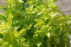 Choisya (Choisya Ternata 'Sundance') -Tuinplanten Winkel choisya ternata sundance 3