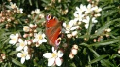 Choisya (Choisya Ternata 'White Dazzler') -Tuinplanten Winkel choisya white dazzler butterfly