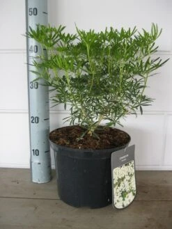 Choisya (Choisya Ternata 'White Dazzler') -Tuinplanten Winkel choisya white dazzler c5 10 08 2018