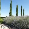 Italiaanse Cypres (Cupressus Sempervirens 'Stricta') -Tuinplanten Winkel cipreslavendelitaliaanseborderv01