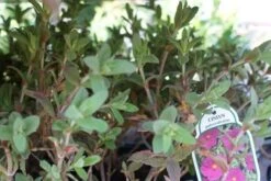 Cistus (Cistus Pulverulentus 'Sunset') -Tuinplanten Winkel cistus pulverulentus 1