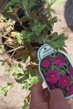 Cistus (Cistus Pulverulentus 'Sunset') -Tuinplanten Winkel cistus pulverulentus 2