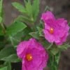 Cistus (Cistus Pulverulentus 'Sunset') -Tuinplanten Winkel cistus pulverulentus 3