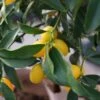 Kumquat (Citrus Kumquat)
