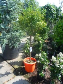 Kumquat (Citrus Kumquat) -Tuinplanten Winkel citrus japonica kumquat halfstam c50