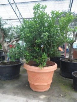 Kumquat (Citrus Kumquat) -Tuinplanten Winkel citrus kumquat solitair c500