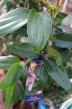 Groenblijvende Clematis (Clematis Armandii 'Hendersonii Rubra') -Tuinplanten Winkel clematis armandii hendersonii rubra lm01