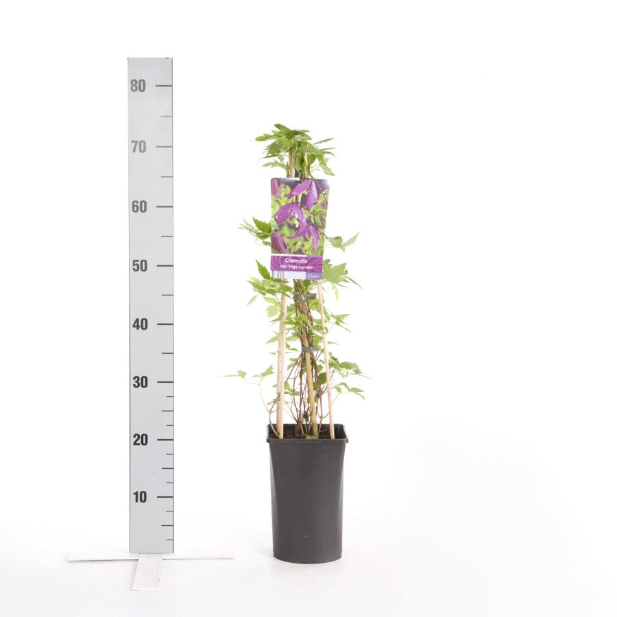 Bosrank (Clematis Viticella 'Tage Lundell') - Afbeelding 2