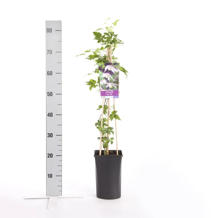 Bosrank (Clematis Alpina 'Willy') 4 Bosrank (Clematis Alpina 'Willy') - Afbeelding 2
