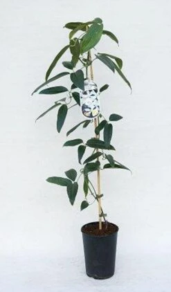 Groenblijvende Clematis (Clematis Armandii 'Enham Star')