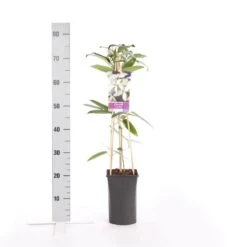 Bosrank, Groenblijvend (Clematis Armandii) 11 Bosrank, Groenblijvend (Clematis Armandii) -Tuinplanten Winkel clematis armandii