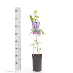 Bosrank (Clematis 'Barbara Jackman') -Tuinplanten Winkel clematis barbara jackman