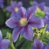 Bosrank (Clematis 'Barbara Jackman') 2 Bosrank (Clematis 'Barbara Jackman') -Tuinplanten Winkel clematis barbara jackman 2