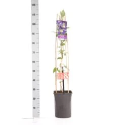 Bosrank (Clematis 'Blue Pirouette') 7 Bosrank (Clematis 'Blue Pirouette') -Tuinplanten Winkel clematis blue pirouette pbr 1.00 1.25