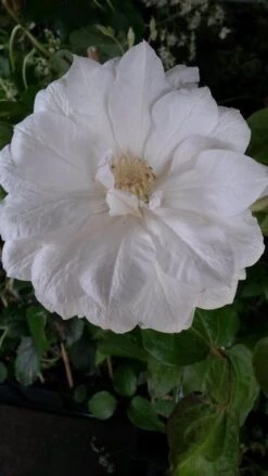 Bosrank (Clematis 'Duchess Of Edinburgh') -Tuinplanten Winkel clematis duchesse of edingburgh