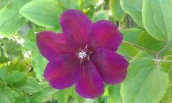 Bosrank (Clematis 'Etoile Violette') -Tuinplanten Winkel clematis etoille violette 1