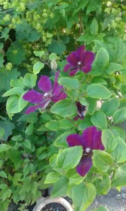 Bosrank (Clematis 'Etoile Violette') -Tuinplanten Winkel clematis etoille violette 3
