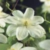 Bosrank (Clematis 'Guernsey Cream') -Tuinplanten Winkel clematis guernsey cream 2
