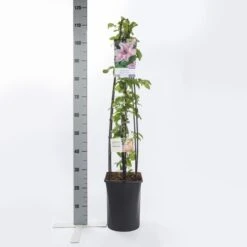 Bosrank (Clematis 'Hagley Hybrid') -Tuinplanten Winkel clematis hagley hybrid 1.00 1.25