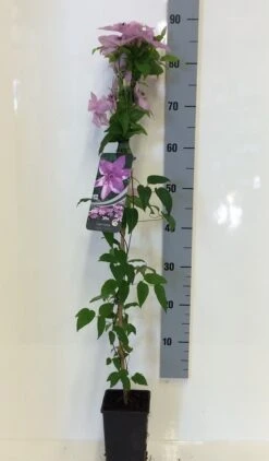 Bosrank (Clematis 'Hagley Hybrid') -Tuinplanten Winkel clematis hagley hybrid 80 100 c2 bl