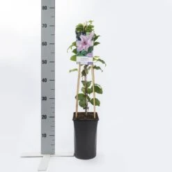 Bosrank (Clematis 'Hagley Hybrid') -Tuinplanten Winkel clematis hagley hybrid
