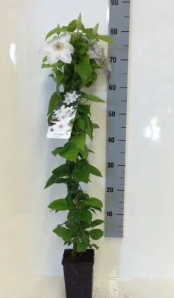 Bosrank (Clematis 'Henryi') -Tuinplanten Winkel clematis henryi 80 100 c2