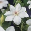 Bosrank (Clematis 'Henryi') -Tuinplanten Winkel clematis henryi 2