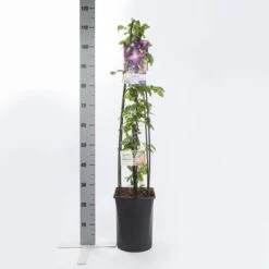 Bosrank (Clematis 'Jackmanii Purpurea') -Tuinplanten Winkel clematis jackmanii purpurea pbr1.00 1.25