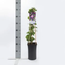 Bosrank (Clematis 'Jackmanii Purpurea') -Tuinplanten Winkel clematis jackmanii purpurea pbr