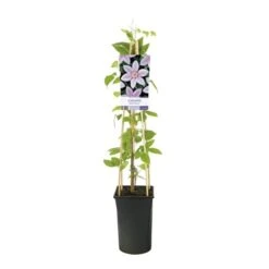 Bosrank (Clematis 'John Paul II') -Tuinplanten Winkel clematis john paul ii 943977