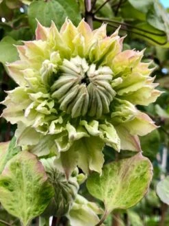 Bosrank (Clematis 'Midori') -Tuinplanten Winkel clematis midori 1