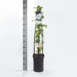Bosrank (Clematis 'Miss Bateman') 13 Bosrank (Clematis 'Miss Bateman') -Tuinplanten Winkel clematis miss bateman 1.00 1.25