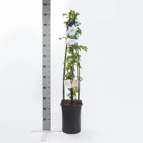 Bosrank (Clematis 'Miss Bateman') 8 Bosrank (Clematis 'Miss Bateman') - Afbeelding 6