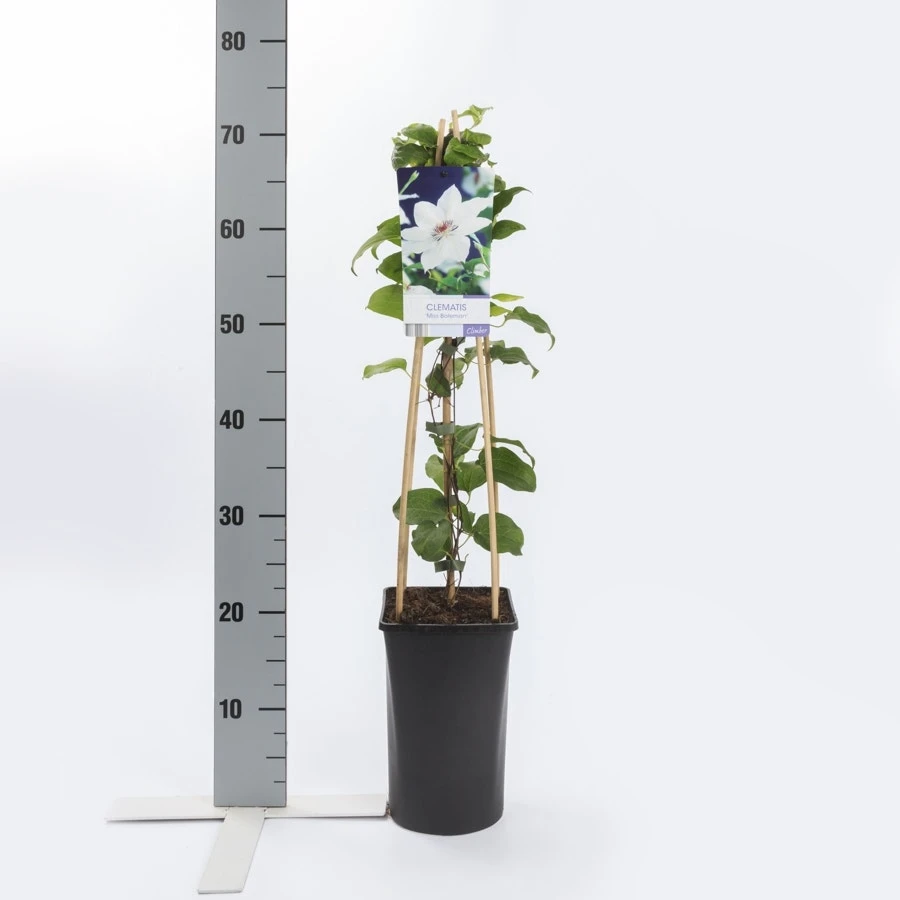 Bosrank (Clematis 'Miss Bateman') 7 Bosrank (Clematis 'Miss Bateman') - Afbeelding 5