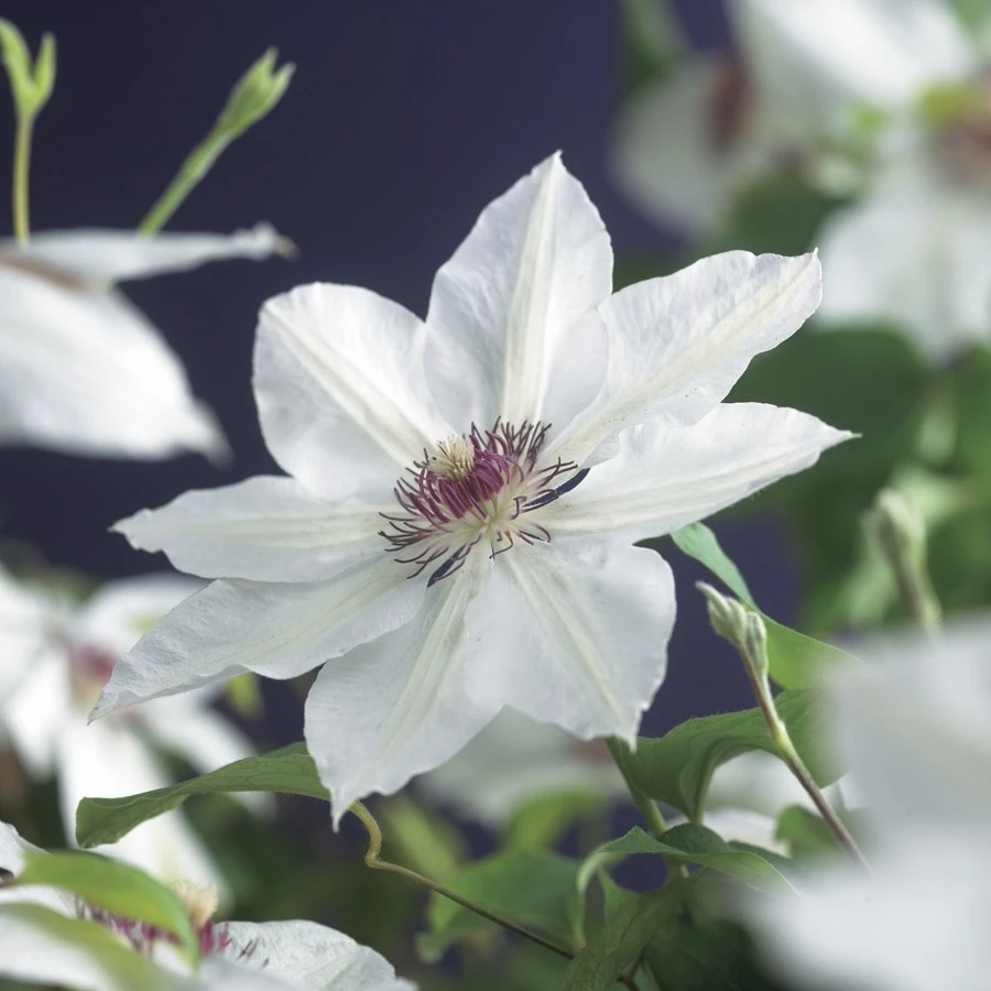 Bosrank (Clematis 'Miss Bateman') 3 Bosrank (Clematis 'Miss Bateman')