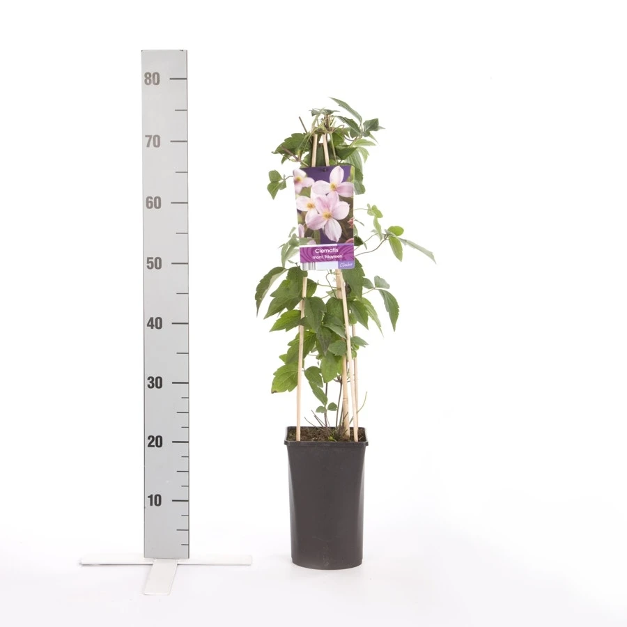 Bosrank (Clematis Montana 'Mayleen') 4 Bosrank (Clematis Montana 'Mayleen') - Afbeelding 2