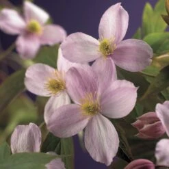 Bosrank (Clematis Montana 'Mayleen')
