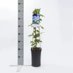 Bosrank (Clematis 'Mrs Cholmondeley') 12 Bosrank (Clematis 'Mrs Cholmondeley') -Tuinplanten Winkel clematis mrs. cholmondeley