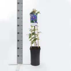 Bosrank (Clematis 'Mrs N Thompson') -Tuinplanten Winkel clematis mrs. n. thompson