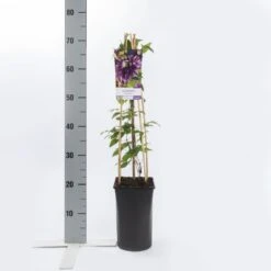 Bosrank (Clematis 'Multi Blue') 13 Bosrank (Clematis 'Multi Blue') -Tuinplanten Winkel clematis multi blue
