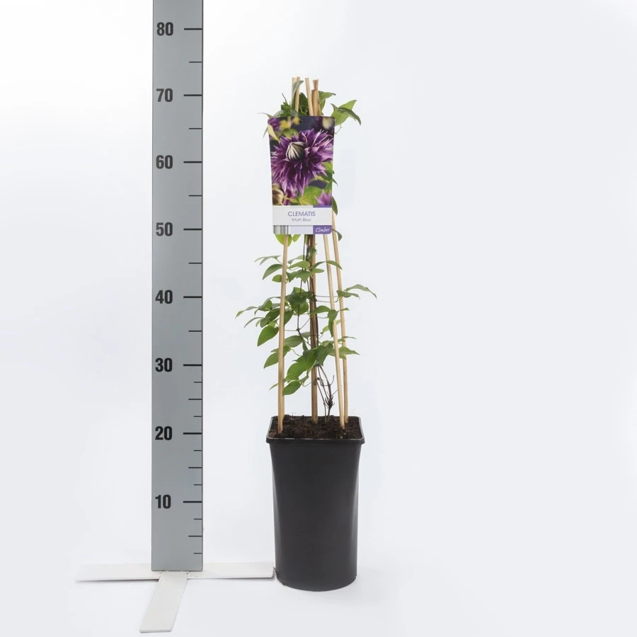 Bosrank (Clematis 'Multi Blue') 6 Bosrank (Clematis 'Multi Blue') - Afbeelding 4