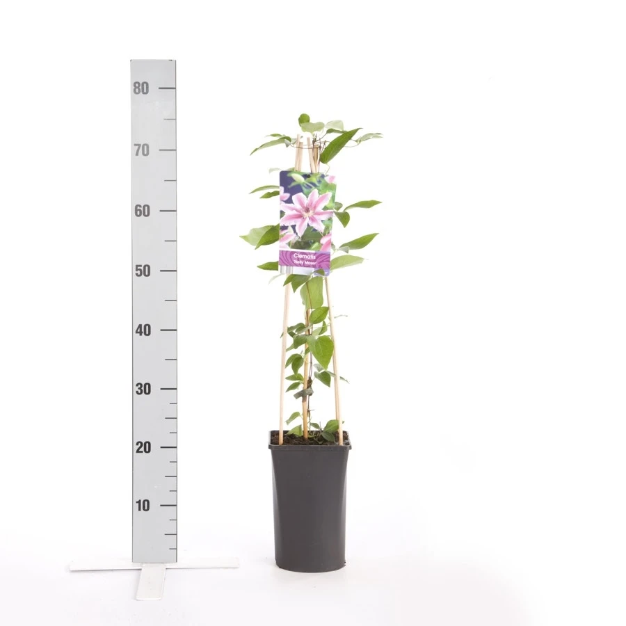 Bosrank (Clematis 'Nelly Moser') 5 Bosrank (Clematis 'Nelly Moser') - Afbeelding 3